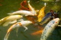 Koi Fishes swimming in pond