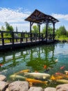 Koi gold fish in the pond, wooden bridge, gazebo, summer sunny day in the landscape park, cloudy sky, beautiful nature Royalty Free Stock Photo