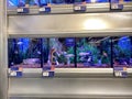 Koi and Goldfish in an aquarium for sale at a Petsmart pet superstore