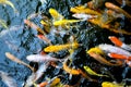Koi are kept for decorative purposes in outdoor koi ponds or water gardens. Royalty Free Stock Photo