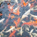 Koi - Japanese carp fishes