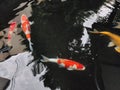 Koi is a Japanese species of fish that live a very long life.