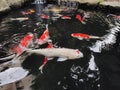 Koi is a Japanese species of fish that live a very long life.