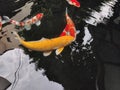 Koi is a Japanese species of fish that live a very long life.