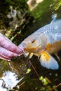 Koi Karp Feeding