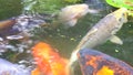 Koi Karp Pond