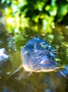 Koi Karp Pond Royalty Free Stock Photo