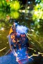 Koi Karp Pond Royalty Free Stock Photo