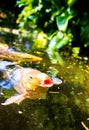 Koi Karp Pond