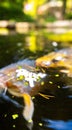 Koi Karp Pond Royalty Free Stock Photo