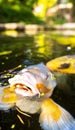 Koi Karp Pond Royalty Free Stock Photo