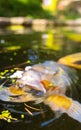 Koi Karp Pond Royalty Free Stock Photo