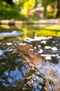 Koi Karp Pond Royalty Free Stock Photo