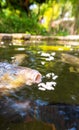 Koi Karp Pond Royalty Free Stock Photo