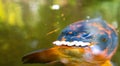 Koi Karp Pond Royalty Free Stock Photo