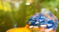 Koi Karp Pond Royalty Free Stock Photo