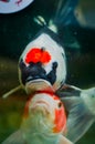 Koi kohaku and Showa tanco Royalty Free Stock Photo