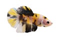 Koi male betta splendens Siamese fighting aquarium fish