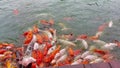 Group of Koi fish or nishikigoi swim at ponds under the sun flat lay view