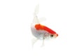 Koi fish isolated white  background Royalty Free Stock Photo