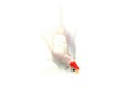 Koi fish isolated white background