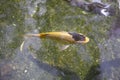 Several koi carp fish swim around in a pond Royalty Free Stock Photo