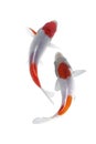 Koi Fish Kohaku white background Royalty Free Stock Photo