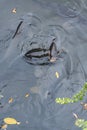 Japanese carp kissing RyÃÂan-ji Kyoto