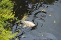 Koi japanese carp pond RyÃÂan-ji Kyoto