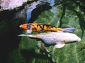 Koi - nishikigoi fish Royalty Free Stock Photo