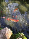 Orange Koi in a Fish Pond