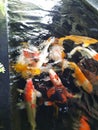 Koi so painfull in the water Royalty Free Stock Photo