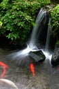 Koi Pond 3 Royalty Free Stock Photo