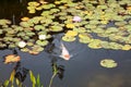 Koi Pond Royalty Free Stock Photo