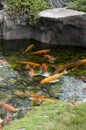 Koi Pond