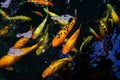 Koi Pond. Beautiful multicolored koi fish swimming in the pond. Clean water, stones, beautiful reflections, and fancy fish Royalty Free Stock Photo