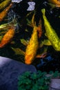 Koi Pond. Beautiful multicolored koi fish swimming in the pond. Clean water, stones, beautiful reflections, and fancy fish Royalty Free Stock Photo