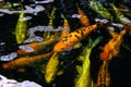 Koi Pond. Beautiful multicolored koi fish swimming in the pond. Clean water, stones, beautiful reflections, and fancy fish Royalty Free Stock Photo