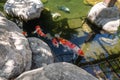 Koi Pond. Beautiful multicolored koi fish swimming in the pond. Royalty Free Stock Photo