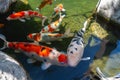 Koi Pond. Beautiful multicolored koi fish swimming in the pond. Royalty Free Stock Photo