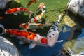 Koi Pond. Beautiful multicolored koi fish swimming in the pond.