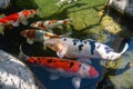 Koi Pond. Beautiful multicolored koi fish swimming in the pond. Royalty Free Stock Photo