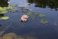 Koi Carp Fish swims among water lily in the water