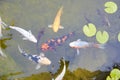 Koi pond with carp fishes and waterlilies leaves in a summer day Royalty Free Stock Photo