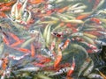 Koi Pond Carp