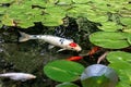 Koi Pond Royalty Free Stock Photo