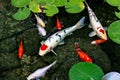 Koi Pond Royalty Free Stock Photo