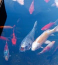 Koi Pond with Japan Colorful Carps Fishes