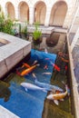 Koi Pond with Japan Colorful Carps Fishes