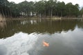 Koi pond with koi fish, Zen-like Royalty Free Stock Photo